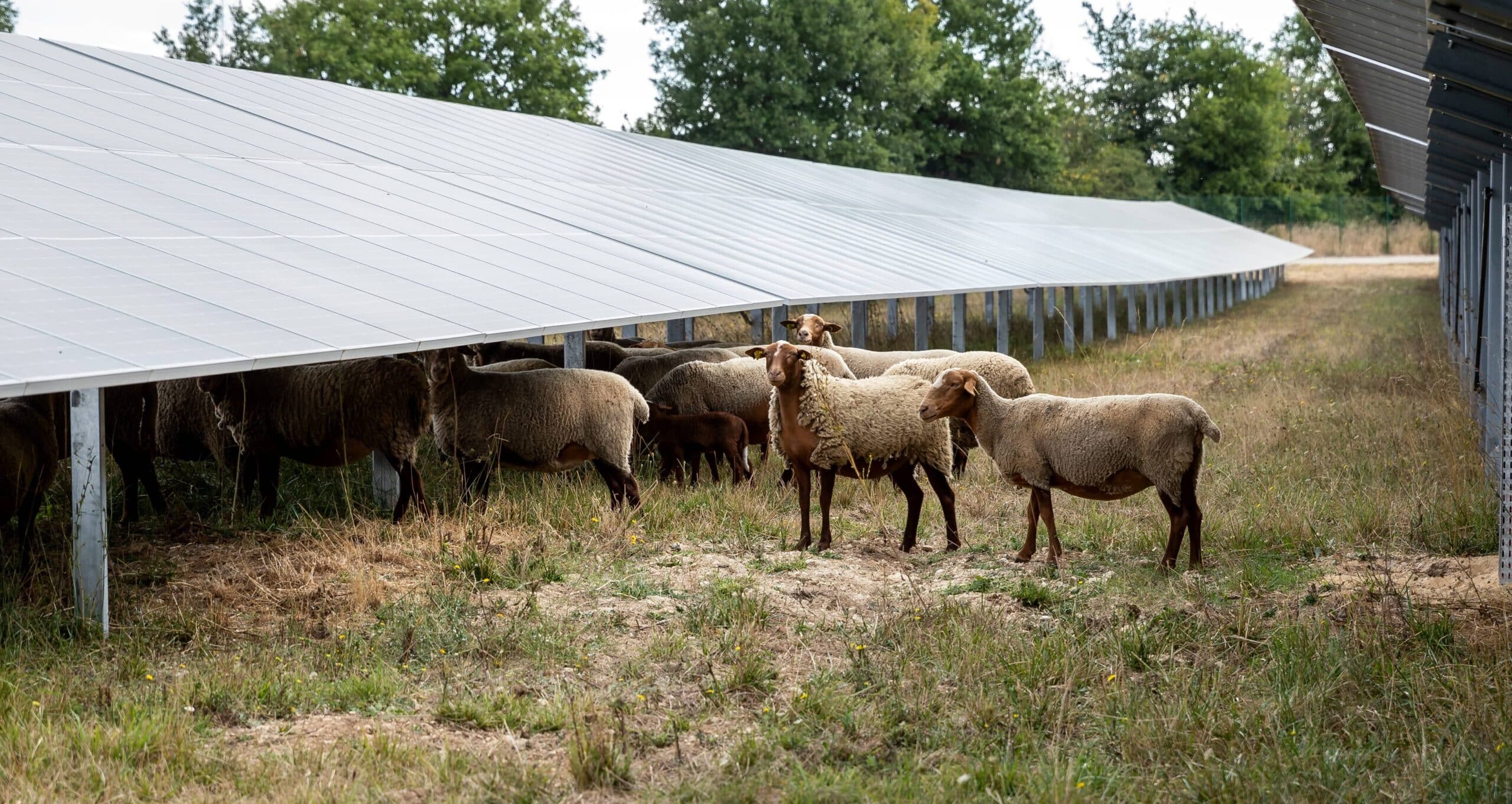 moutons sous panneaux solaires