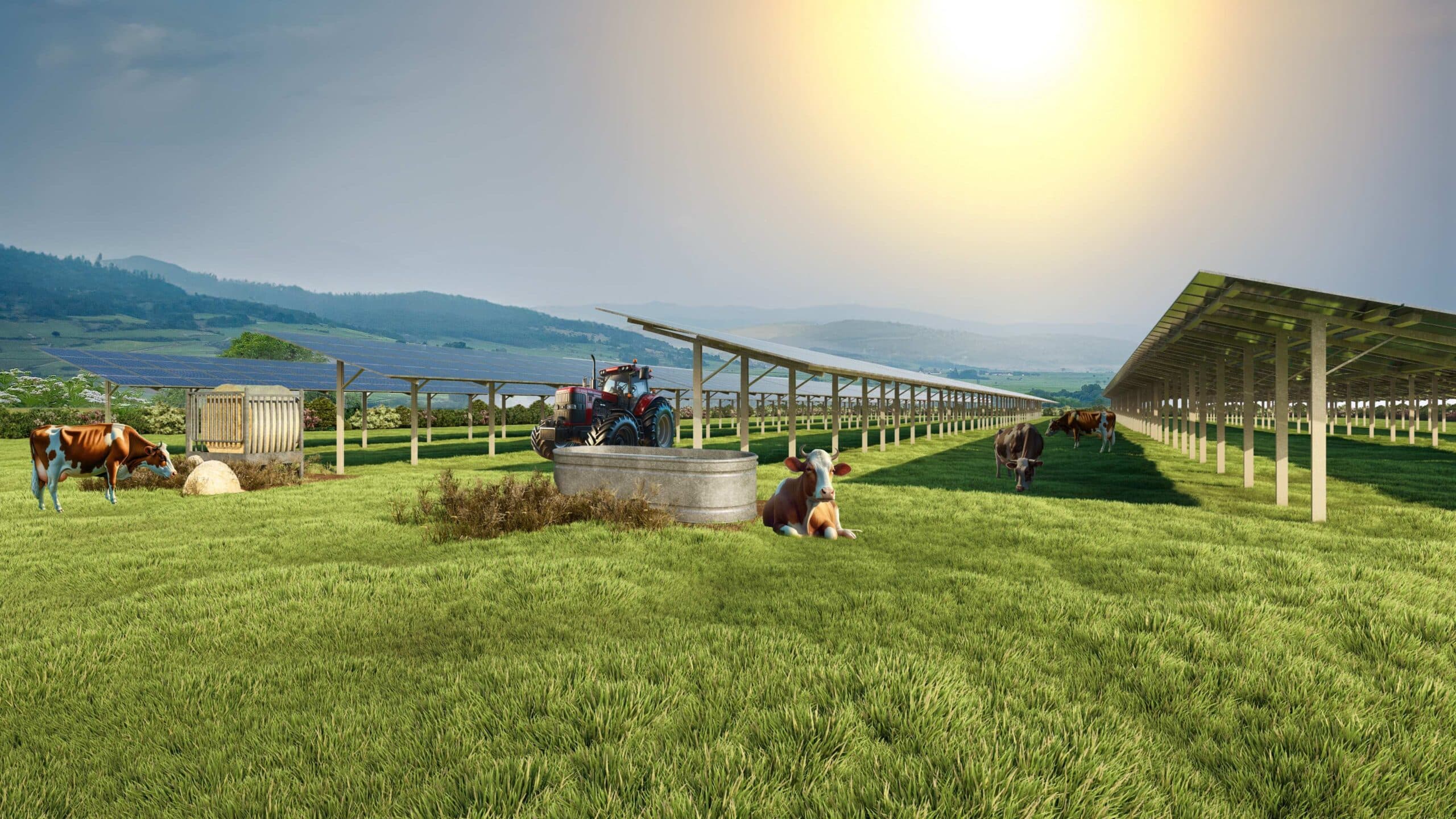 Agrivoltaïsme Bovin